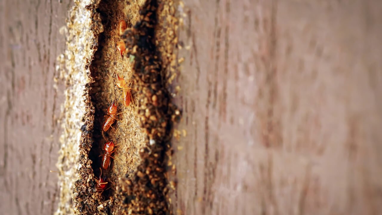 10 Prevention Tips for Subterranean Termites