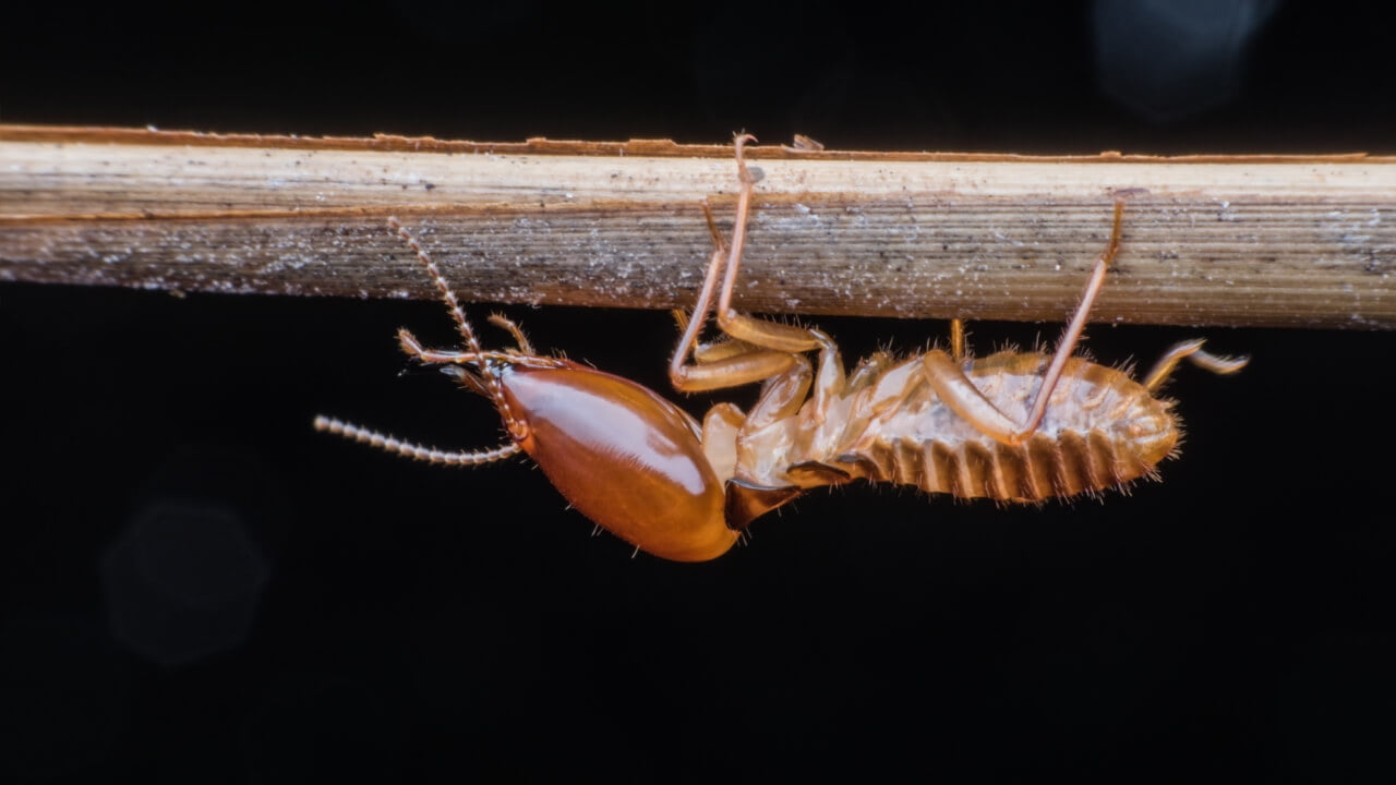 A brown ant crawling on a piece of wood.