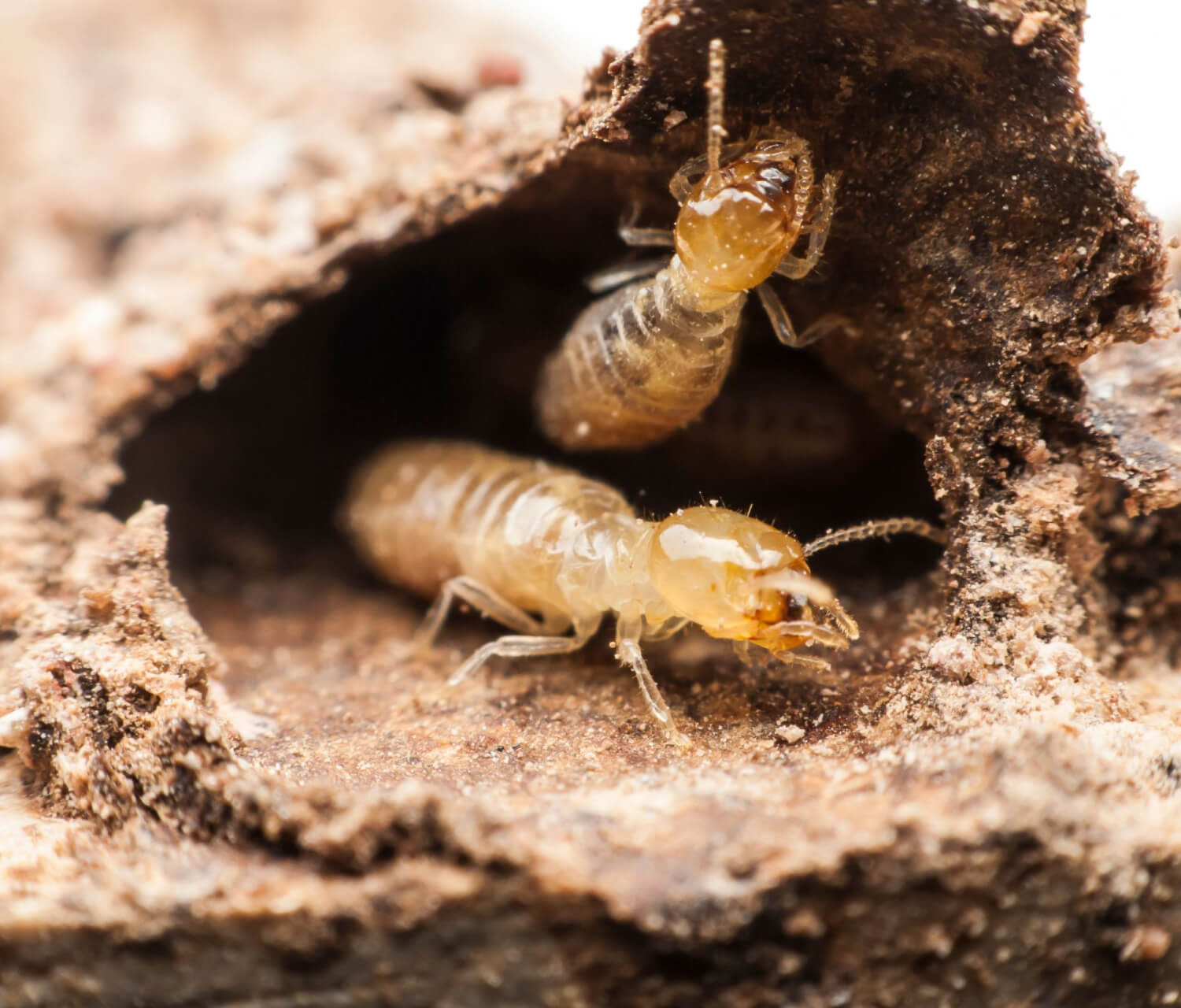 Brisbane Termite Control