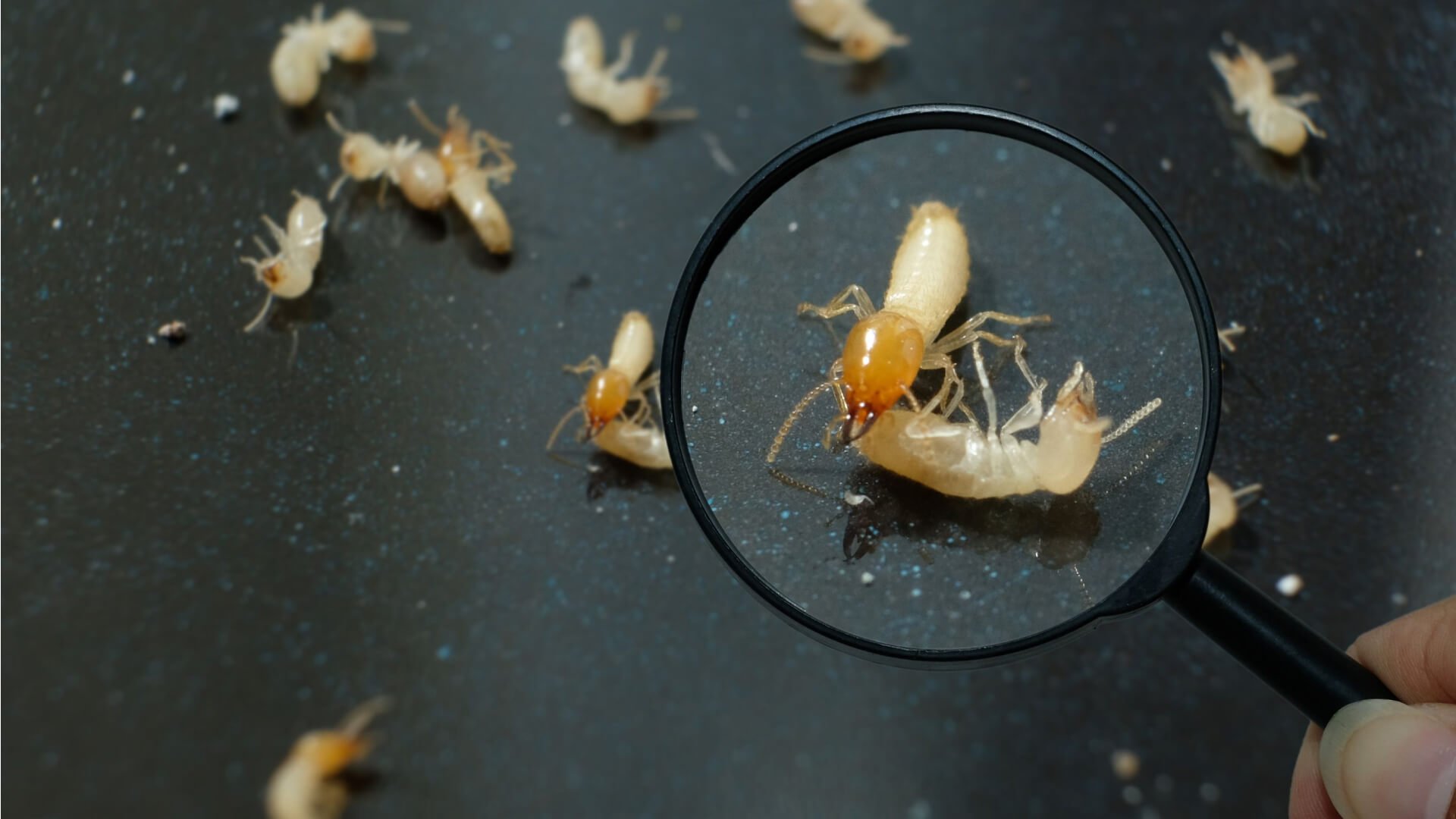 A person is looking through a magnifying glass at a group of termites.