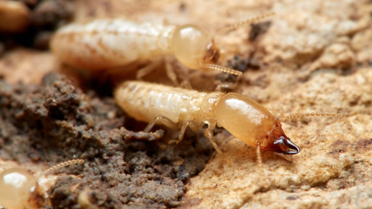 Cost of termite baiting systems