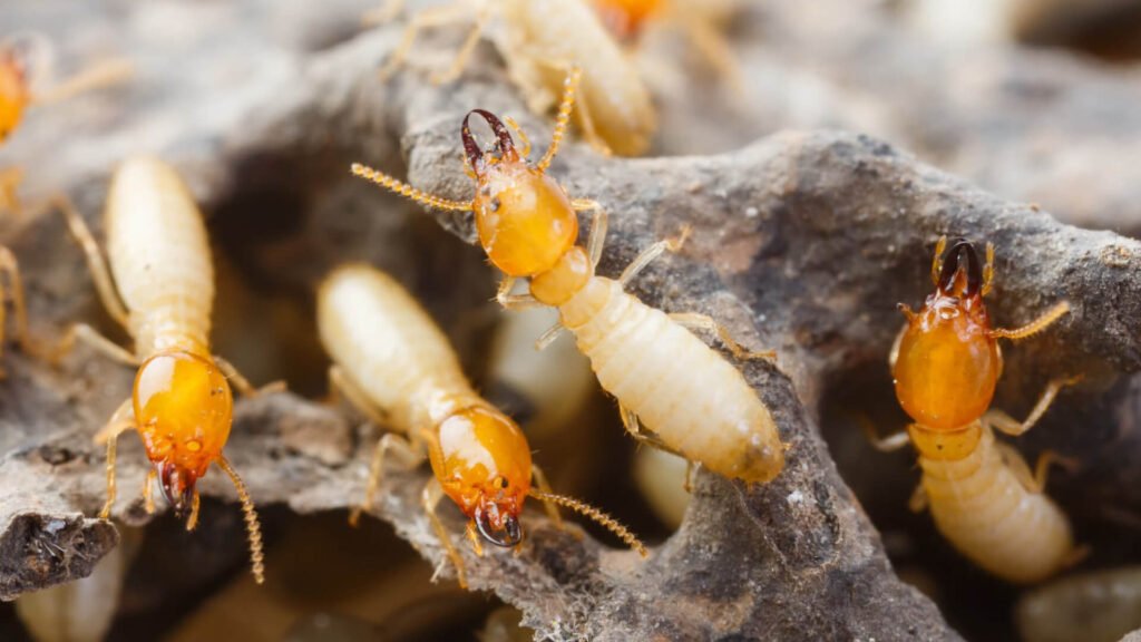 A group of termites on a piece of wood.