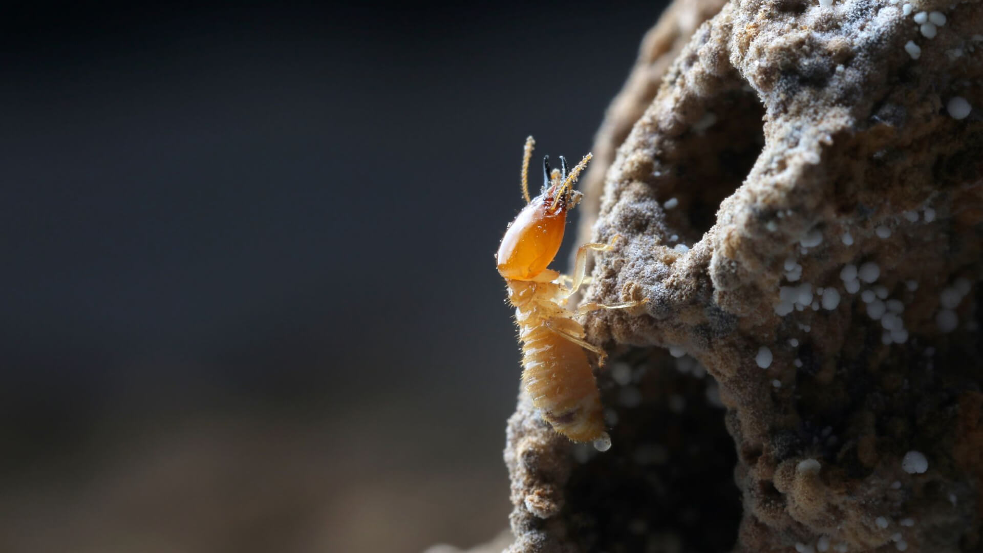 termite protection brisbane